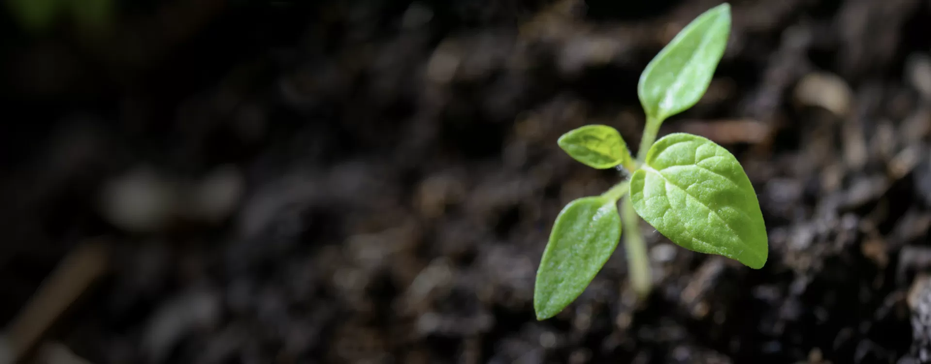 Sustainability